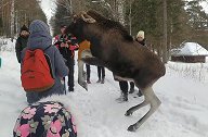 俄罗斯一驼鹿在游客喂食期间突然袭击一名女童