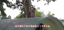 小猴认狗当“妈”到哪都黏着狗子，狗子无奈只能这样