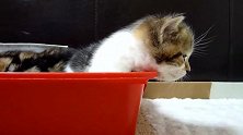 趴在盆沿睡着的猫咪，这可爱的小表情，我都想养了呢！