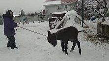 小毛驴见到雪可劲的撒欢，高兴的像个孩子！