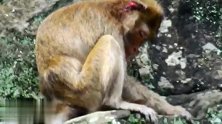 大眼猴也受伤了，它是被咬的，让人同情