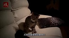 猴子被猫咪暴揍，大师兄被气得找来同伴，下一秒意外发生了！