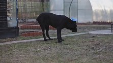 卡斯罗犬到底多厉害？看看这个视频就你知道了(1)