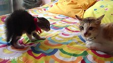 橘猫想和初来乍到的小奶猫亲近，小奶猫紧张到炸毛：别过来