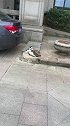 猫：铲屎的你先回去吧，我还要玩会儿呢！