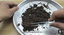 断成三段的蚯蚓还能存活吗？实验结果颠覆你的认知！