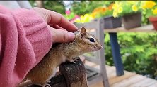一只花栗鼠过来讨食，小家伙还不怯生