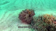 小章鱼住在塑料杯里，潜水员好心送上贝壳屋，镜头记录暖心画面