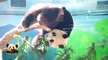 倒挂树上的熊猫圆仔努力卖萌：看我可爱不？