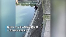 狗狗掉冰河岌岌可危，主人岸边撕心裂肺的呐喊声令人心碎