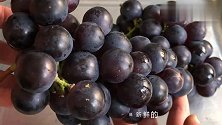 爱吃葡萄要留意了！我也今天才刚知道，抓紧告诉身边的人