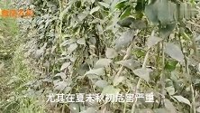 防治“夹皮虫”，用这两个新药，两遍就能治干净