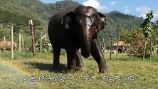 大象踩坏了洒水器，大象一脚踩下去试图堵上，意外的事情发生了