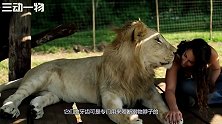 一走八年，狮子再次见到饲养员立马扑了过来，镜头记录下全过程