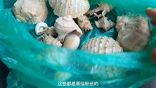 赶海捡的贝壳送给网友，虎子趁天黑前赶海寻货，这趟没白来
