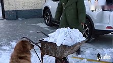 狗狗帮妞妈推车，把车推翻，遭到妞爸的嘲笑，金毛一旁看热闹，逗