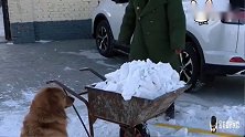 狗狗帮妞妈推车，把车推翻，遭到妞爸的嘲笑，金毛一旁看热闹，逗