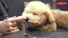 看看美容师给狗狗剪毛的过程，感觉整个世界都明亮了！