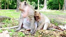 傻猴子靠着妈妈，希望样一辈子都不离开