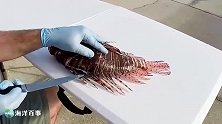 浑身毒刺的狮子鱼，只要两片鱼肉！