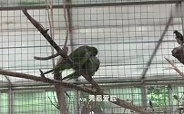 第一次去鹦鹉园，没想到鹦鹉是这样的，这么萌！