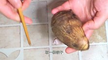 芋头去皮新方法，一根筷子就搞定，方便快速手不痒，真实用