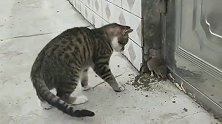狸花猫把老鼠堵在角落里，逼得老鼠进退不得，场面瞬间僵持！