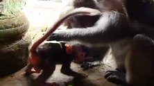 独眼猴冲过来抱起猴宝一通收拾，它太想孩子了
