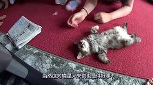 猫咪平躺在地毯上睡觉，主人竟然拿来羽毛捉弄猫咪，真是没谁了