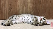 犯困的小猫太可爱了，不想睡与睡魔作斗争，最终还是失败了