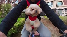 宠物双肩包，带狗狗骑自行车逛小区！珍妮-谁把我小扶手偷走了！