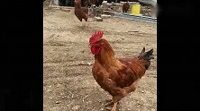 孤独的大公鸡，在鸡群中独树一帜，一点不合群，简直让我操碎了心