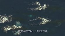 抹香鲸和大王乌贼谁更强，海中巨兽之间的对决，谁才是霸主