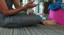 抱着奶瓶不撒手的小奶猫：真香