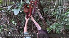 比猪笼草还可怕的植物，汁液进眼会失明