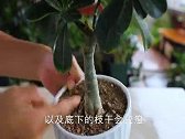 沙漠玫瑰开完花，越长越瘦？赶紧安排2个复壮工作