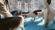 铲屎官给猫咪梳毛，小公猫满脸不耐烦，小母猫开心的满地打滚卖萌