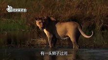 狮子走到河中央，不料遭到鳄鱼袭击，镜头拍下全过程