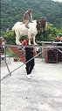 山羊来个高难度的杂技表演，猴哥稳住！