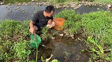 小伙发现草丛水滩成了鱼窝，足足抓了上十条