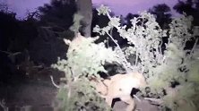雄狮带着狮群夜间捕牛成功—高清视频带你看夜晚的镜像