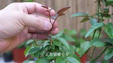 养月季花，这个时候修剪尤为重要，可别错过了