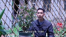 春季养月季，给它喝“抗病毒水”，快速化成老桩