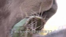 骆驼的驼峰里全是水？切开一看，结果却让人大跌眼镜！