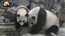 熊孩子又调皮了，走进池子里，邀请熊猫妈妈喝自己的洗脚水
