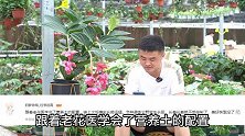 夏季高温植物可以放进空调房吗？老花医相声养花每日一答。