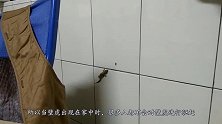 墙上有只身长1.2米的大壁虎，消防员一把捉住后，没想到是它！
