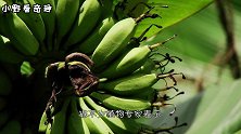 世界上最大的香蕉树，要三四个人齐心协力才能吃完，你想吃吗