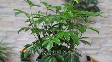 7天喷1水，鸭掌木枝繁叶茂，新芽狂长不停