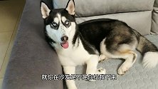 二哈偷上沙发被揍竟装傻充愣，看到这蠢萌的表情，谁还舍得打它？